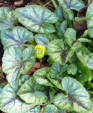 Ranunculus_ficaria-YokoSun_14-1.jpg