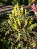 Corydalis_cheilanthifolia_14-4.jpg