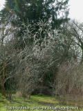 Salix 'Blue-Streak'