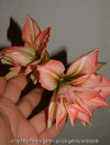 Hippeastrum / gefüllte rosa Kolibri