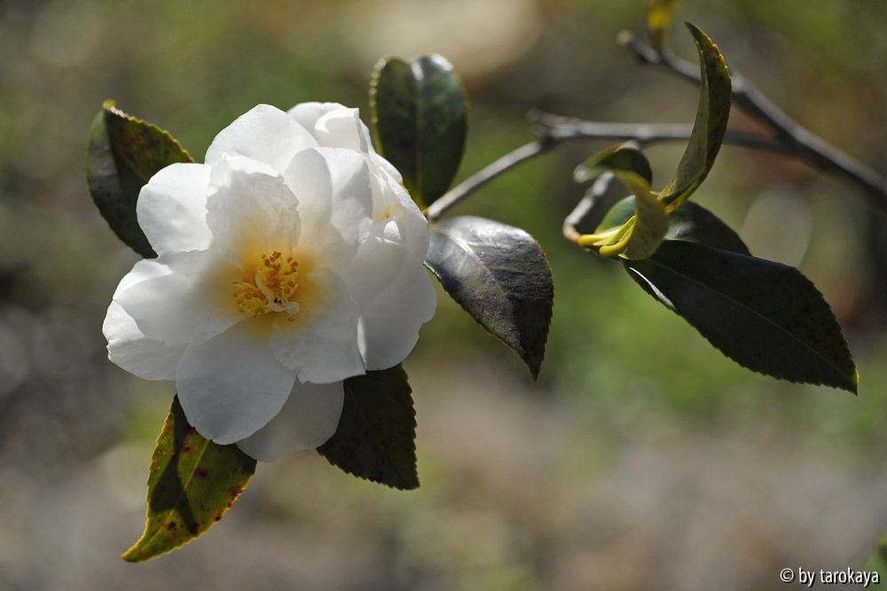 ginryu 3/14