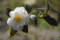 ginryu 3/14