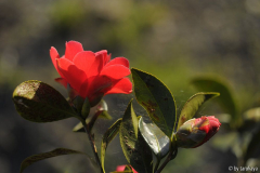 freedom bell3 3/14