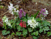 Corydalis mix