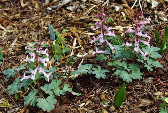 Corydalis integra