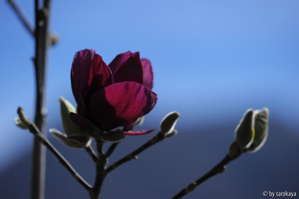 genie blüte 3/14