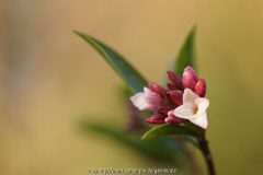 DSC056132.jpg