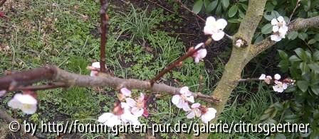 Ungarische Beste