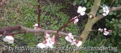 Ungarische Beste