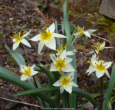 Tulipa_turkestanica_14-2.jpg