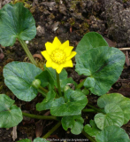 Ranunculus_ficaria-Grandiflora_14-1.jpg