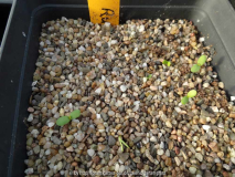 Rosa rugosa Germination March 2014