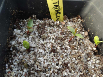 Acer tataricum subsp. semenovii Germinat