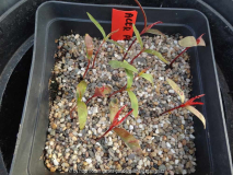 Acer palmatum Red Leaf Cultivars