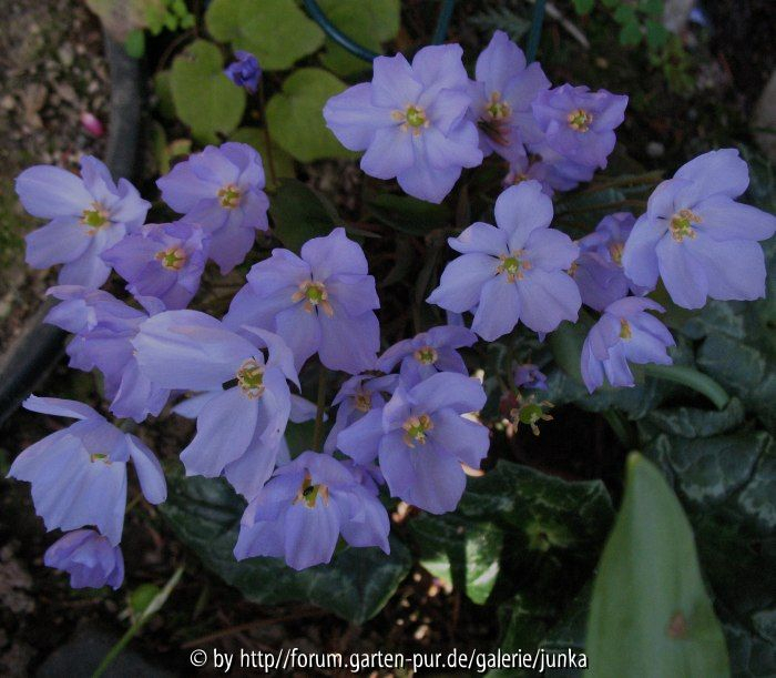 Jeffersonia dubia