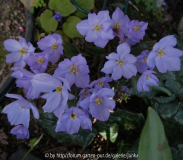 Jeffersonia dubia