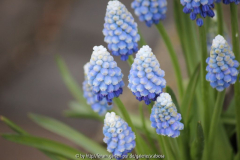 Muscari, Frühlingsanfang 2014