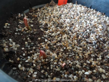 Asimina triloba Germination March 2014