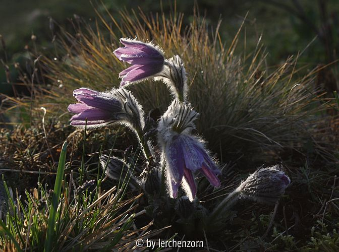 Pulsatilla vulgaris