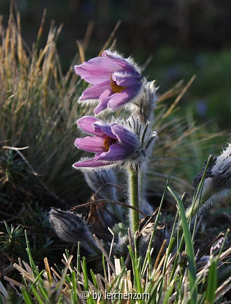 Pulsatilla vulgaris