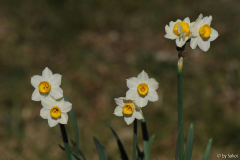 Narcissus tazettta 20140320.jpg