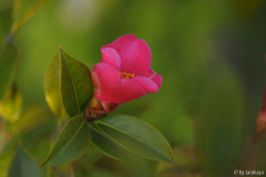 tsubaki cinese 3/14