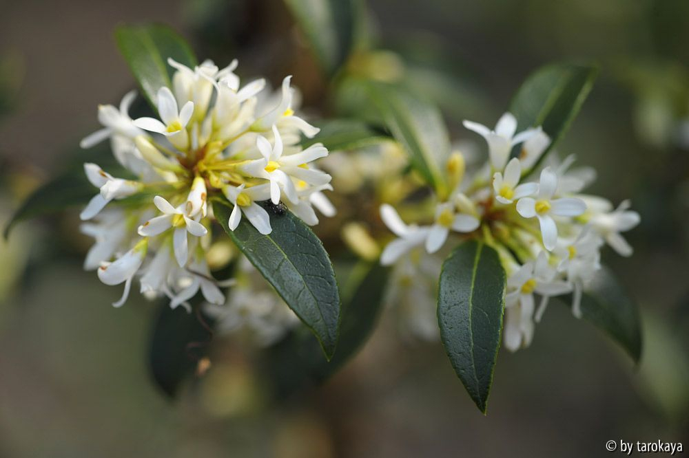 osmanthus x burkwoodii2 3/14