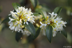 osmanthus x burkwoodii2 3/14