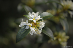 osmanthus x burkwoodii 3/14