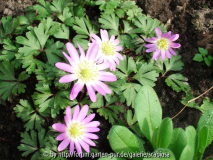 Anemone blanda 'Charmer'