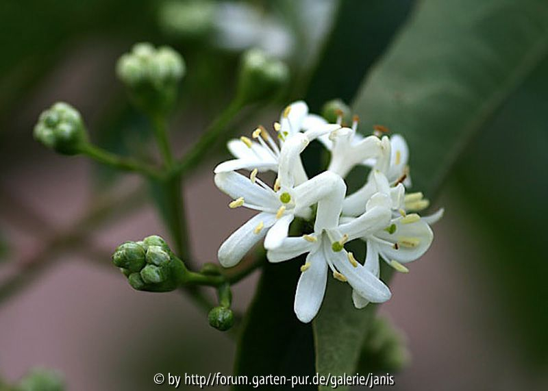 Heptacodium mic.