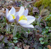 Pulsatilla vernalis