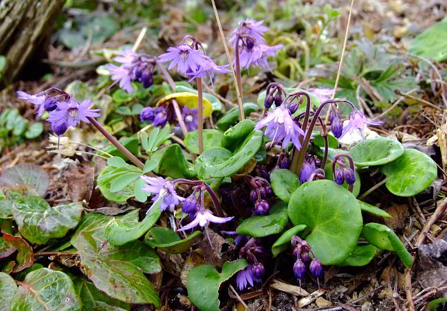 Soldanella montana