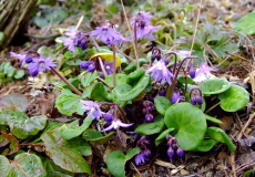 Soldanella montana