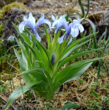 Iris aucheri