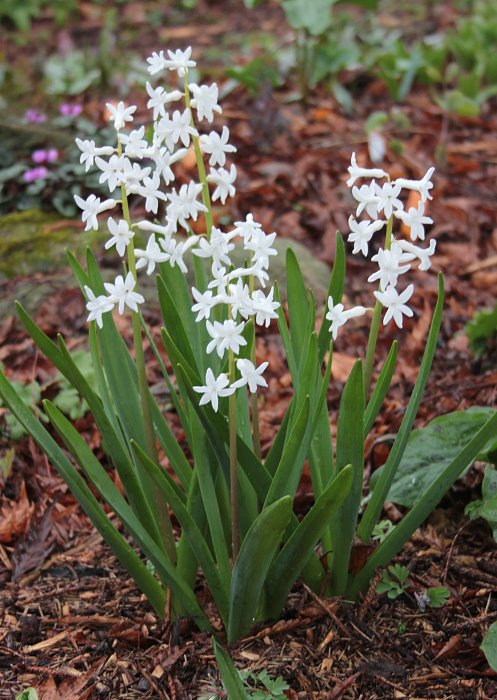 Hyacinthus orientalis_Axel