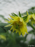Blüte von 'Tiger Paw' gr