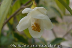 Longicarpa märz14.jpg