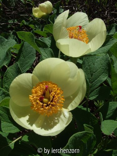 Paeonia daurica s.l.