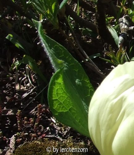 Paeonia daurica s.l.
