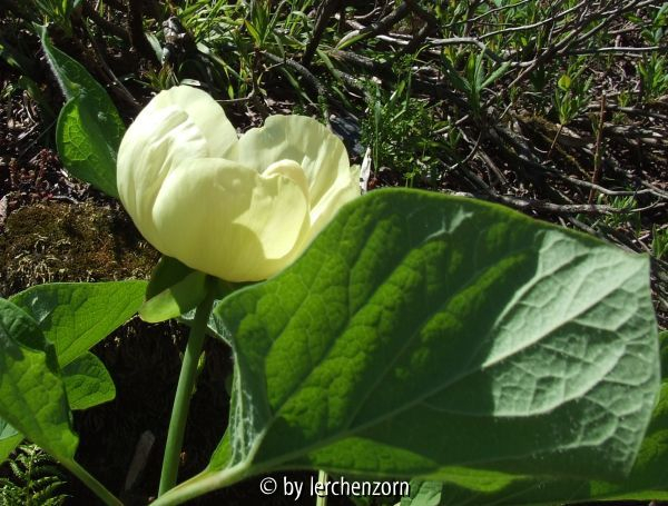 Paeonia daurica s.l.