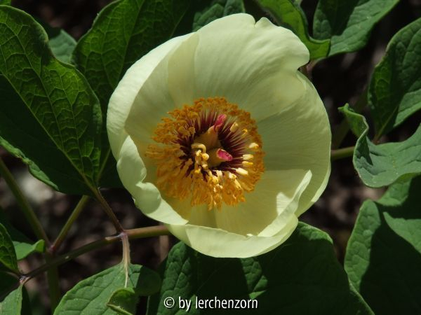 Paeonia daurica s.l.