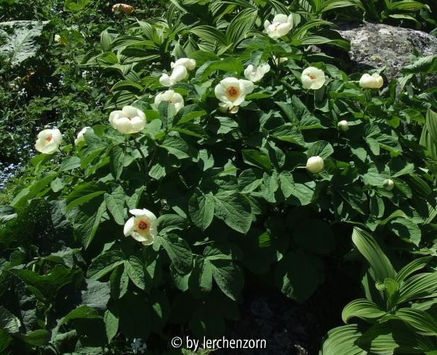 Paeonia daurica s.l.