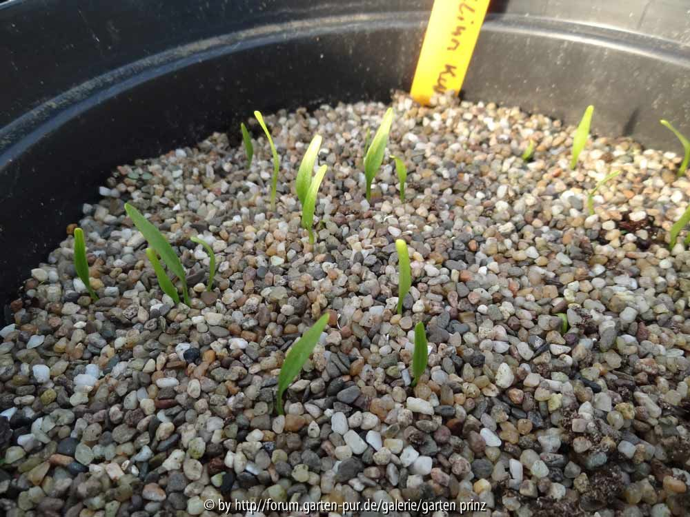 Trillium kurabayashii Germination March 2014