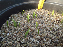 Trillium kurabayashii Germination March