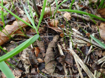 Fritillaria meleagris Germination March
