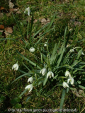 Schneeglöckchen - gefüllt kleinwüchsig