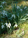Schneeglöckchen - breite Blütenblaetter 1