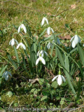 Schneeglöckchen - breite Blütenblaetter