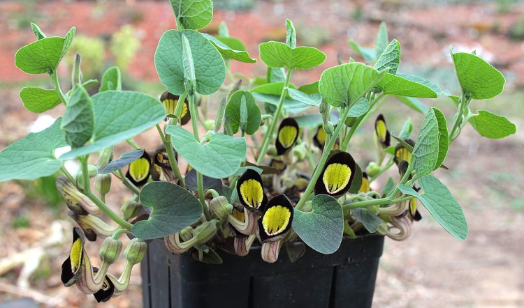 Aristolochia steupii